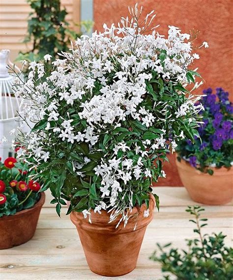 17 Types of Jasmine Flowers | Jasmine Plant Varieties