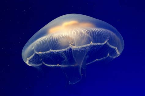 La Medusa Dell Istituto Oceanografico Di Monaco Fondazione Albert 1st