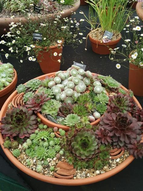 Pin By Ez A Tuti On Kerti Dekor Ci Garden Desing Succulent Garden