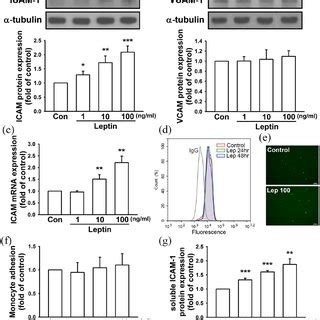 Icam Neutralizing Antibody Protects Against Bone Loss In Intratibial