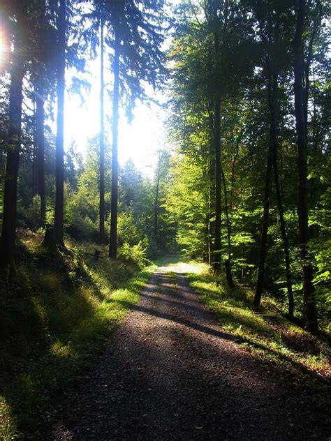 Gratis billeder træ natur Skov græs ødemark lys sol sti eng