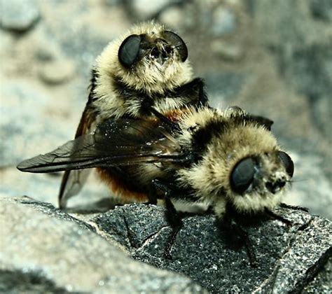 Mating Bumble Bee Mimicking Flies Of Some Sort Cephenemyia Jellisoni Bugguide