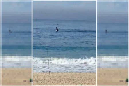 V Deo Filhote De Baleia Jubarte Visto Na Praia De S O Conrado Rj