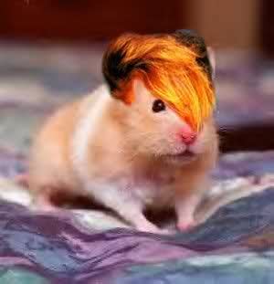 additionally - hamsters & wigs | Pet wigs | Pinterest | There, Hamsters ...
