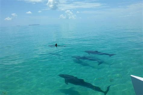 Key West Shore Excursion Wild Dolphin Sail And Shallow Water Snorkel