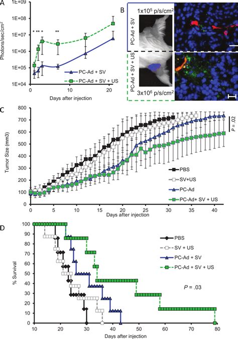 Transgene Expression And Influence On Tumor Growth Inhibition Of