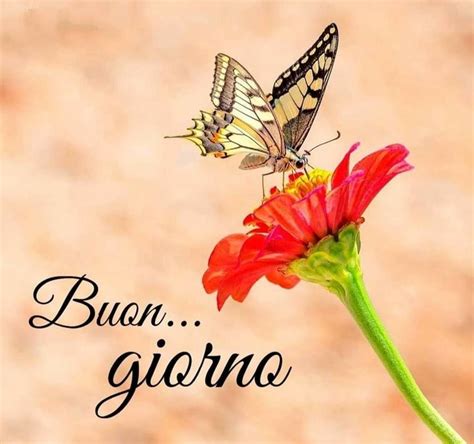 Two Butterflies Sitting On Top Of A Flower With The Words Buon Giorna