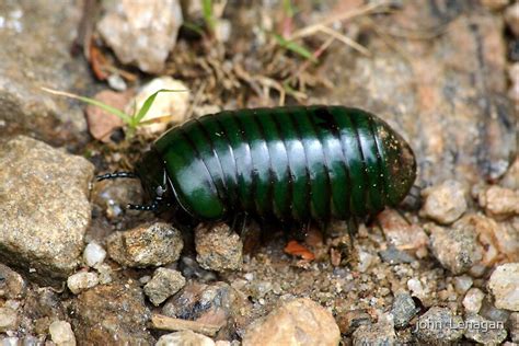 " Giant Forest slater bug - Antasibe Madagascar" by john Lenagan ...