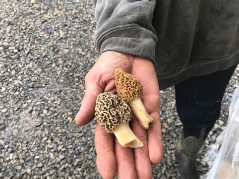 The Joy of the Hunt: Morel Mushrooms - Walnut Creek, Ohio