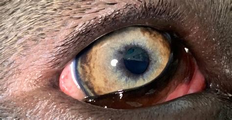 opthalmology  pets eye problems treendale pet medical