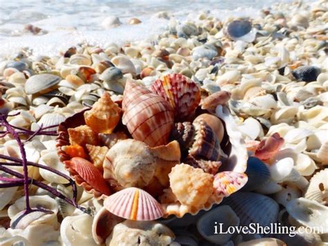 Florida Fighting Conch Strombus Alatus Artofit