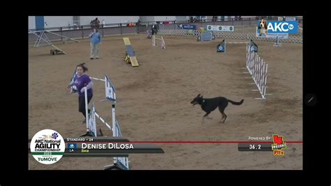 Brie 2023 AKC Agility Nationals YouTube