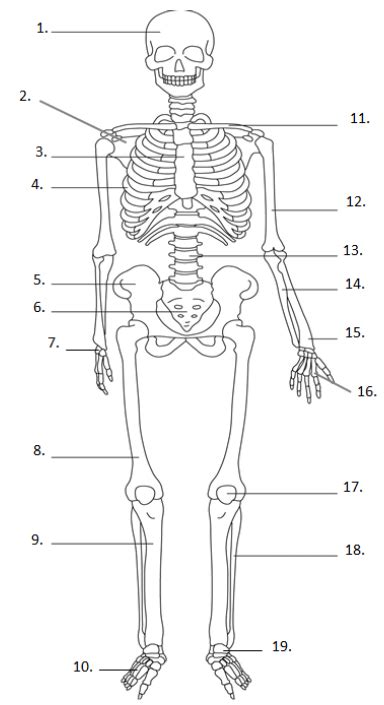 1.2 Skeletal System Labeling Diagram | Quizlet