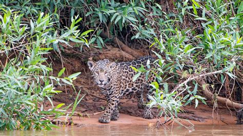 Bing HD Wallpaper Jul 19, 2024: A young jaguar on a riverbank, Pantanal, Brazil - Bing Wallpaper ...