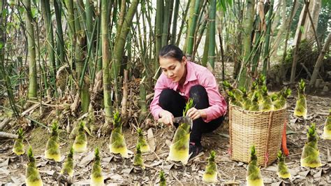 Harvest Wild Bamboo Shoots Goes To The Market Sell Cooking Bamboo