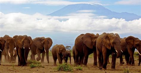 Desde Nairobi Excursión de un día al Parque Nacional Amboseli