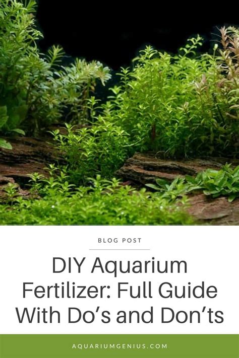 Aquatic Plants Can Be The Difference Between A Plain Aquarium And A