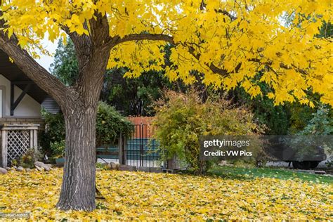 A White Ash tree, Fraxinus americana, in brilliant fall color in the... News Photo - Getty Images