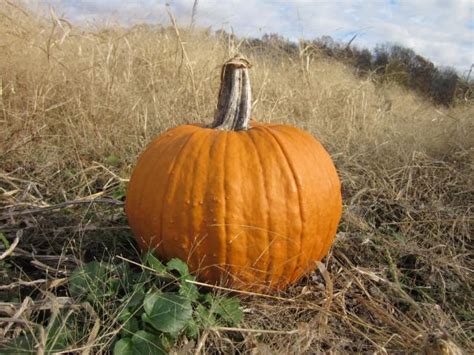 Pumpkin Blank Template Imgflip