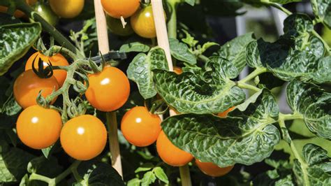 Tomaten D Ngen Hausmittel F R Eine Reiche Ernte