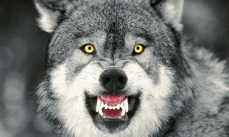 Snarling Gray Wolf - The Descendants of the Great Alpha Wolf Photo ...