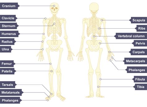 Skeletal System Revision Notes In Gcse Physical Education