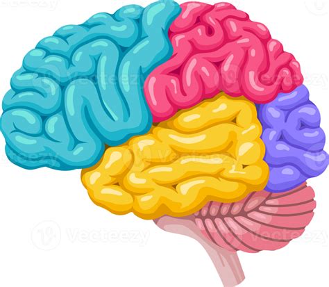 Icono Del Símbolo Del Cerebro Humano 19053728 Png