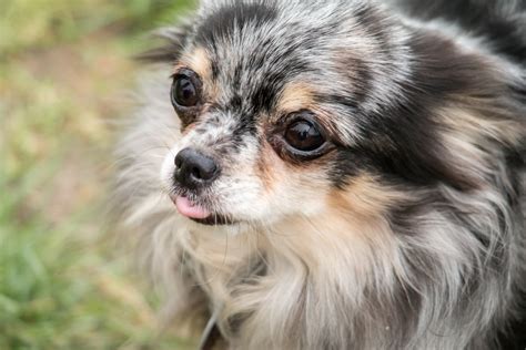 Free Images Sweet Puppy Cute Pet Fluffy Vertebrate Chihuahua