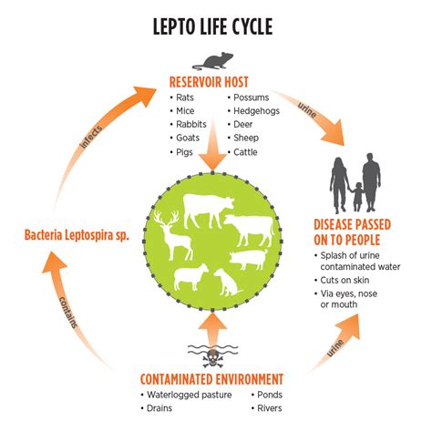 Tetanus Bacteria Life Cycle