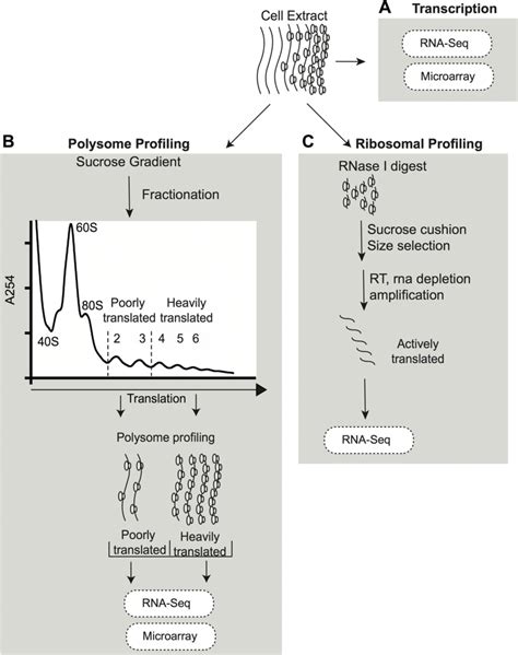 Genome Wide Translatome Assays A Schematic Of Polysome Profiling And