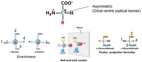 2.2 Amino Acid Stereochemistry | BS1005 / CM1051: Biochemistry I