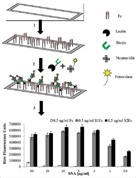 Lectin Enzyme Linked Immunosorbent Assay Elisa A Schematic Drawing Download Scientific