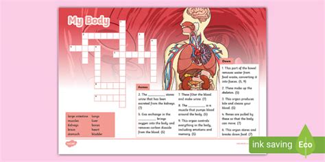 My Body Crossword Ks L Enseignant A Fait Twinkl