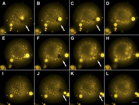 Figures And Data In Oscillatory Phase Separation In Giant Lipid