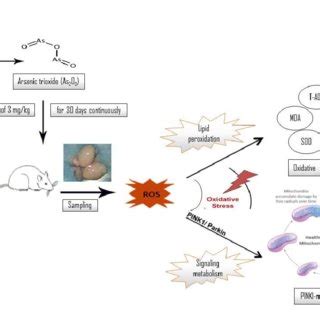 Experimental Design Healthy Rats Were Treated With As O Mg Kg And