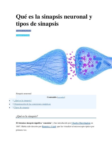 Qué Es La Sinapsis Neuronal Y Tipos De Sinapsis Sinapsis Neurona