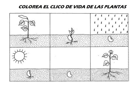 Ciclo De Vida De Las Plantas Colorea Y Aprende