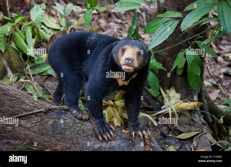 Sun Bear Helarctos Malayanus The Smallest Bear In The World The Sun