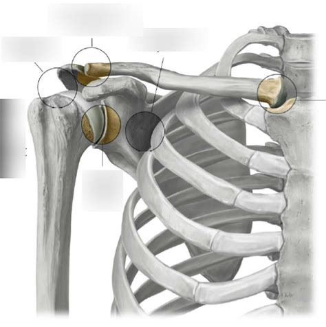 Pectoral Girdle Joints Diagram Quizlet