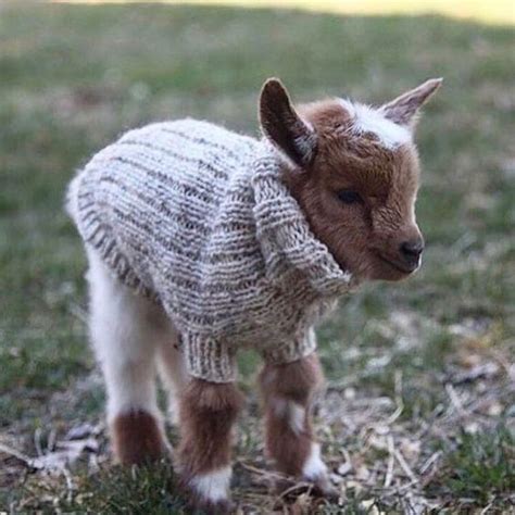 Sweet Collection Of Baby Animals in Sweaters