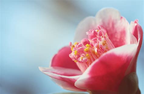700 Free Camellia Petelotii And Camellia Images Pixabay