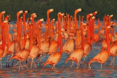 Caribbean Flamingo Group Courtship Display Mexico Photographic Print