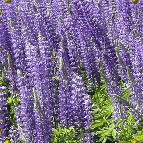 Lupinus Perennis European Lupine Wildflower Seeds