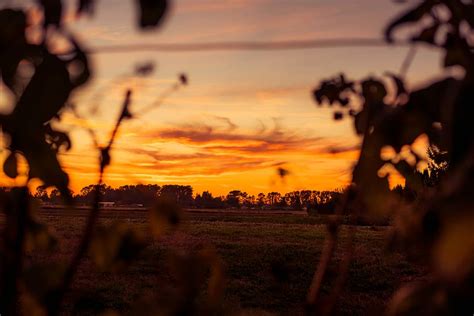 HD Wallpaper Silhouette Photo Of Plant And Trees At Golden Hour