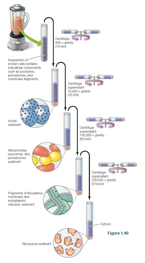 Subcellular Fractionation Pediagenosis