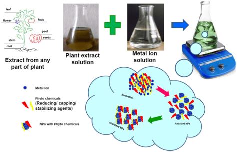 Green Synthesis Of Metal And Metal Oxide Nps With Elucidation Of