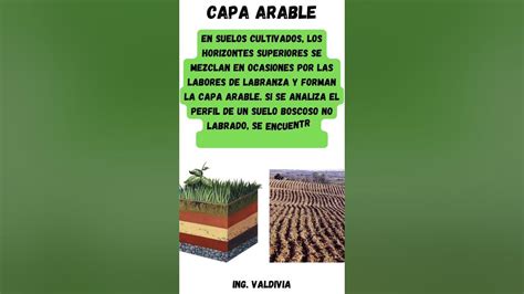 ¿que Es La Capa Arable En El Suelo 👨🏻‍🌾🌱 Agricultura Shorts