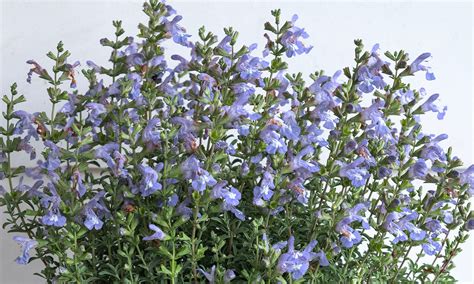 Plant Growers Australia Salvia Cape Blue