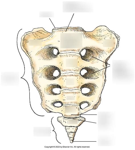 Anterior Aspect Of Sacrum Coccyx Diagram Quizlet