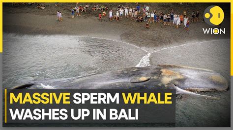 18 Metre Sperm Whale Dies On Bali Beach Despite Rescue Efforts Wion Climate Tracker Youtube